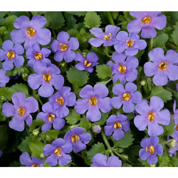 Bacopa Scopia 'Gulliver Blue' – bakopa